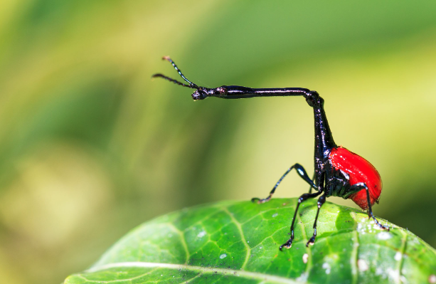 28awesomebugs preview